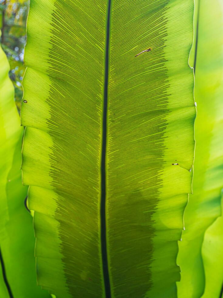 A close-up undersides of a bird nest fern Asplenium leaf under the sunlight photo