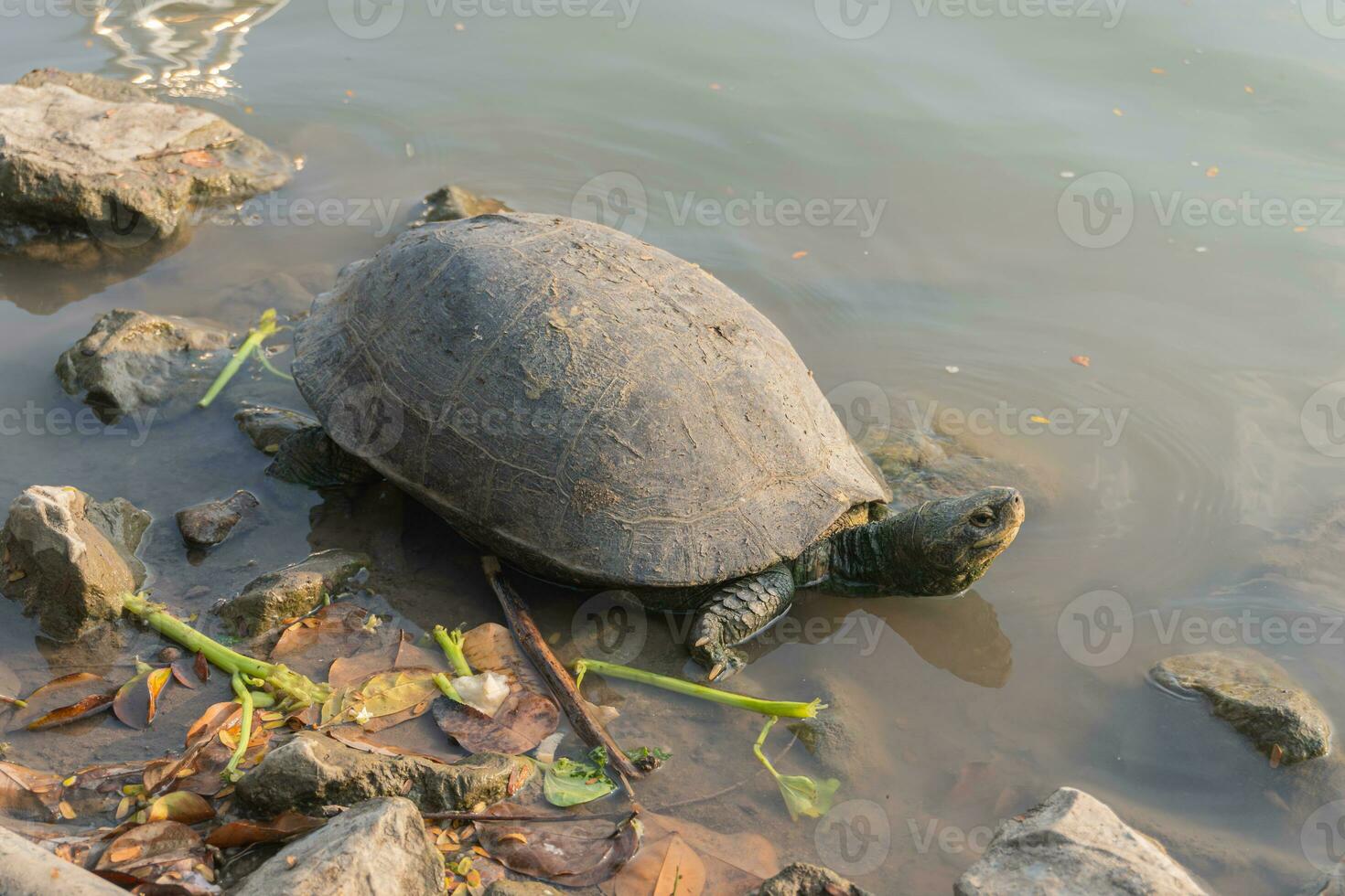 A turtle sun bathing itselve on a rock in a pond at Makut Rommayasaran Park, Nonthaburi, Thailand photo