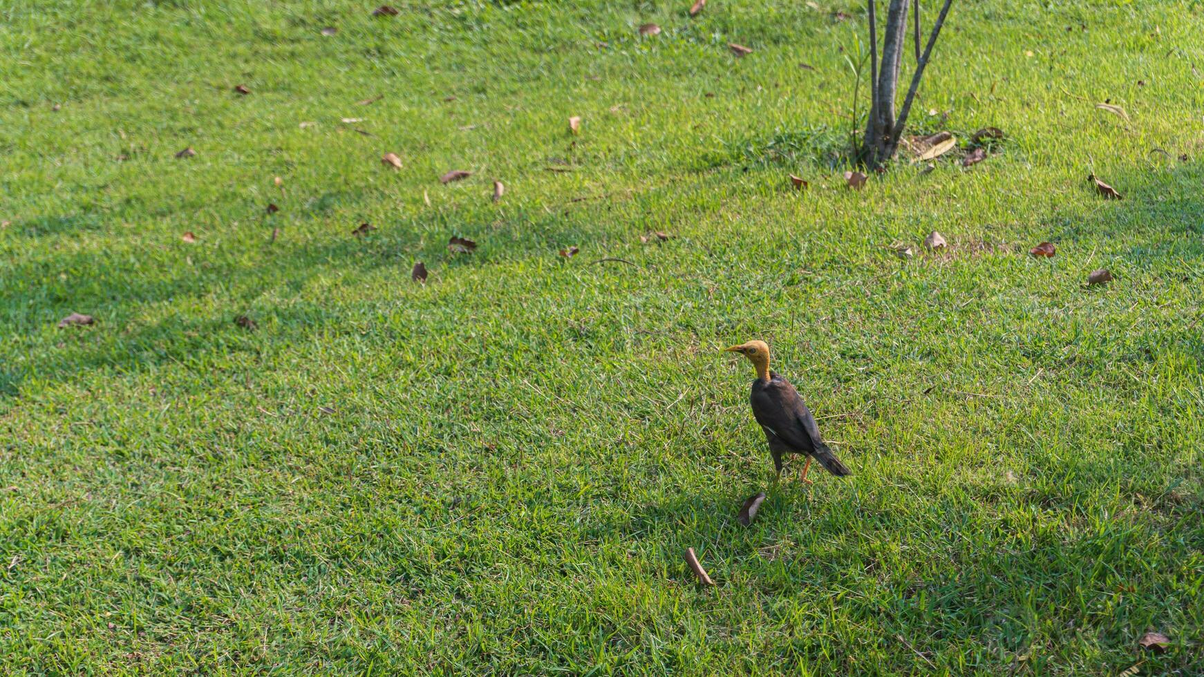 Bald common myna bird walks in the meadow in morning sunlight photo