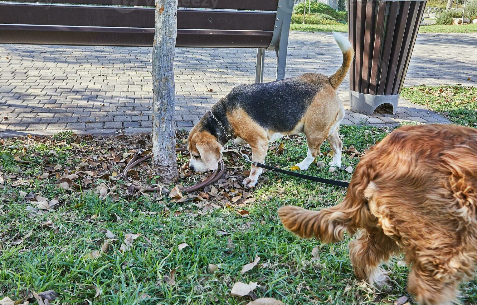 beagle disfruta un sin prisa caminar mediante un verde parque con su propietario foto