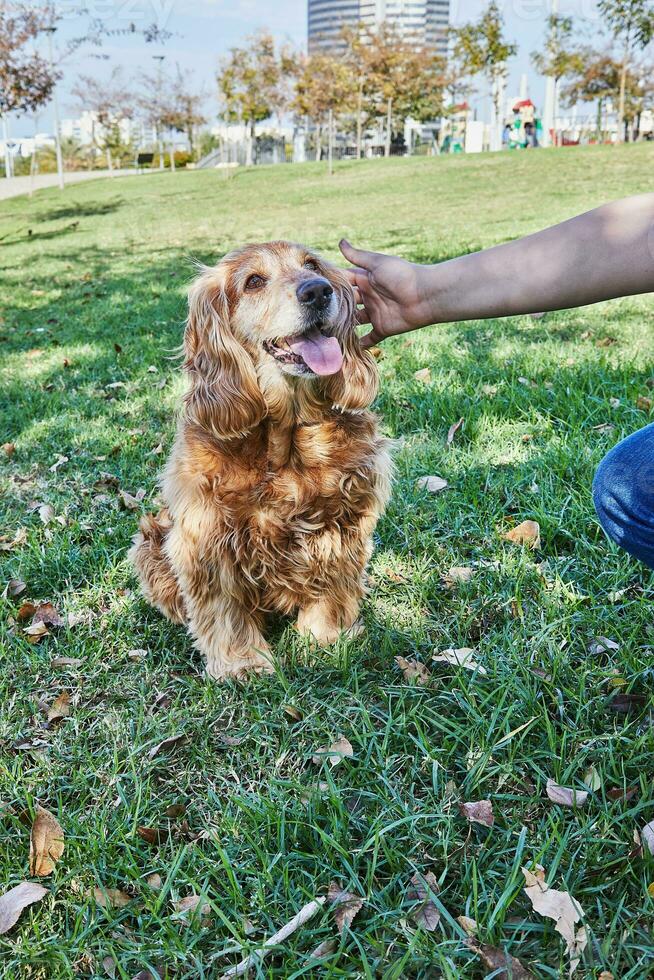 American Cocker Spaniel enjoying a leisurely walk in a green park with his owner photo