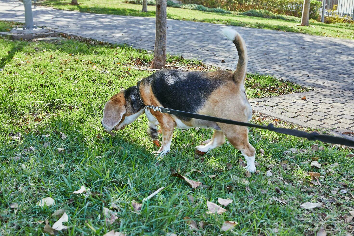 Beagle enjoys a leisurely walk through a green park with his owner photo