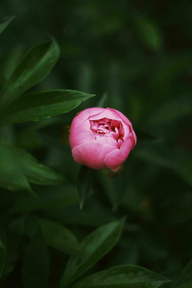 Paeonia Stock Photos, Images and Backgrounds for Free Download