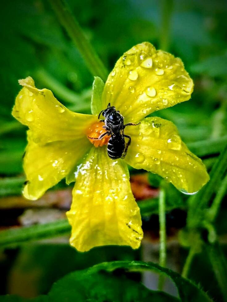 Beautiful blooming flower photo