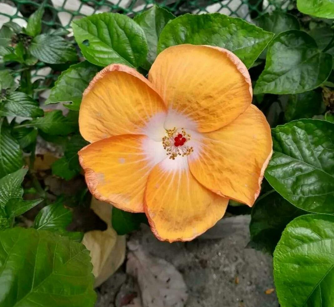 hermosa floreciente flor foto