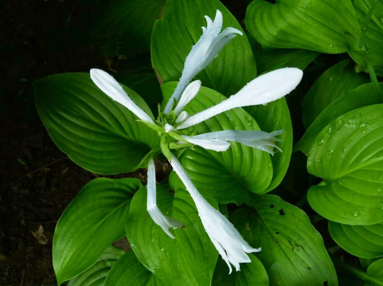 hermosa floreciente flor foto