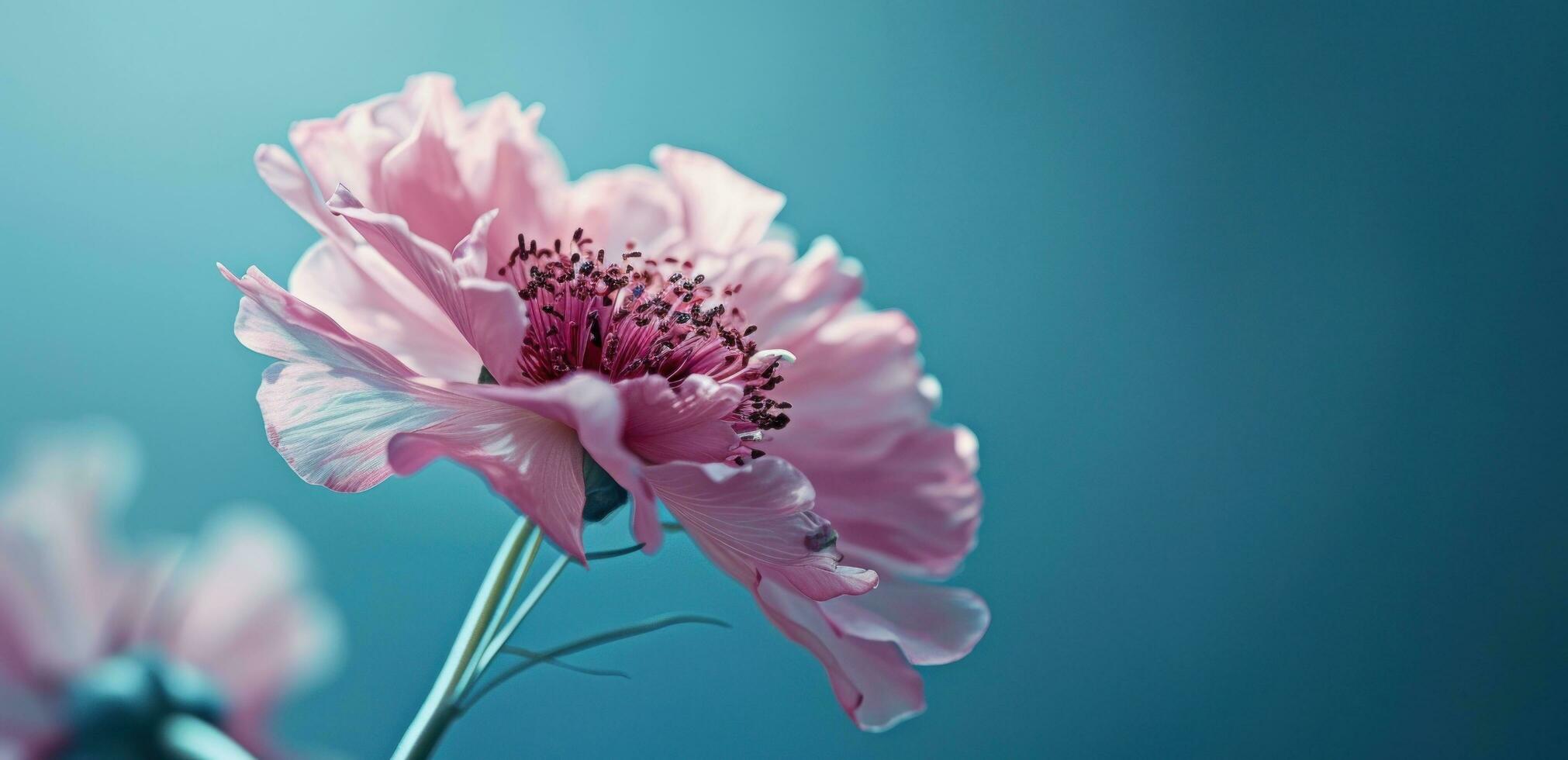 ai generado un rosado flor en un azul antecedentes foto