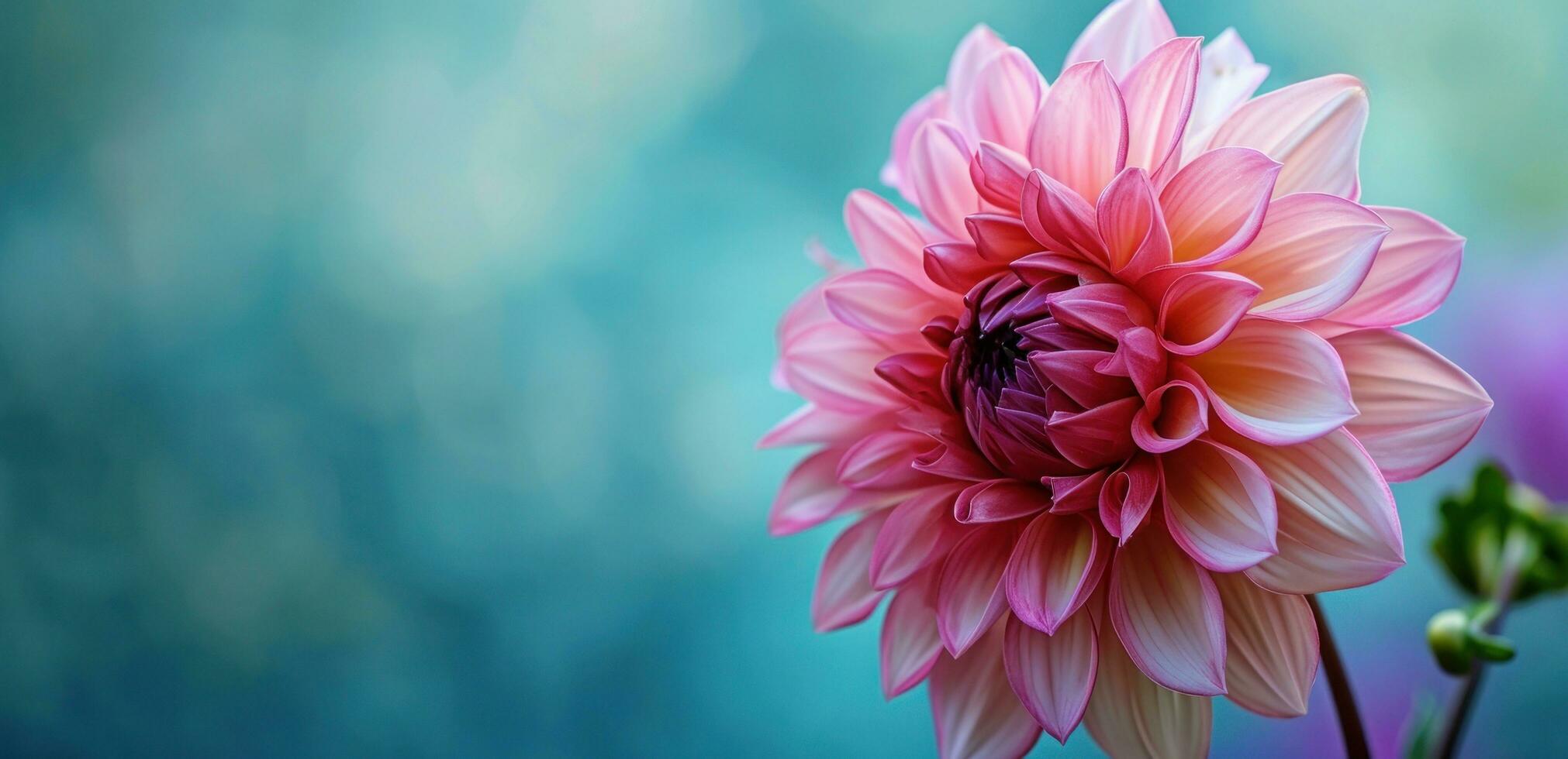 ai generado un rosado dalia flor en azul antecedentes foto