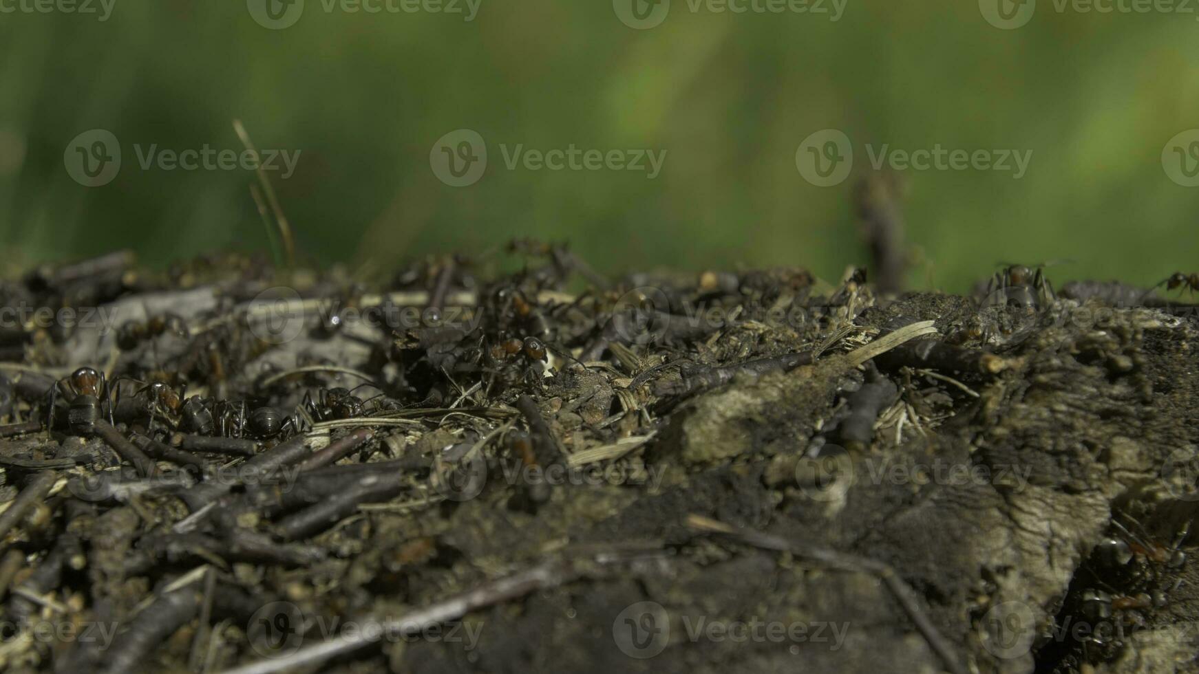 Ants in nature. Teamwork. Black and Red Ants on Wooden Surface with Stones. ants marching on a branch photo