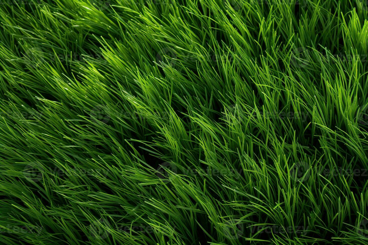 AI generated Green grass texture background. Close up of fresh spring grass top view photo