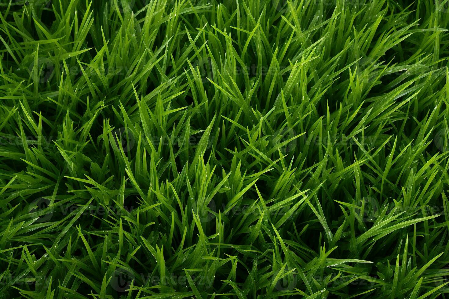 AI generated Green grass texture background. Close up of fresh spring grass top view photo
