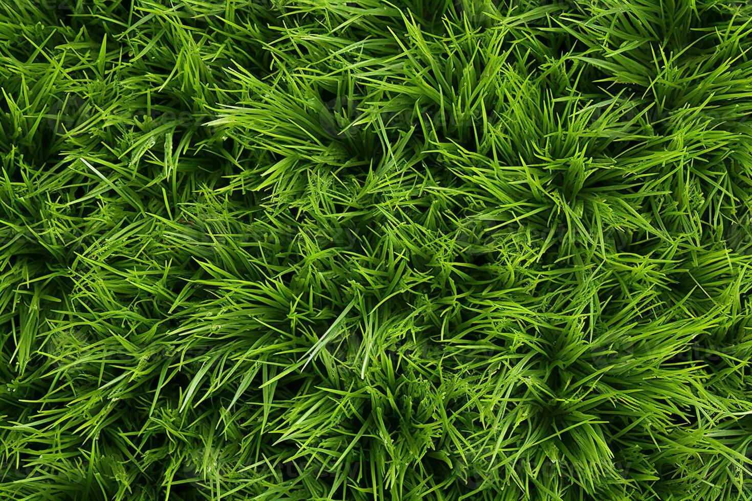 AI generated Green grass texture background. Close up of fresh spring grass top view photo