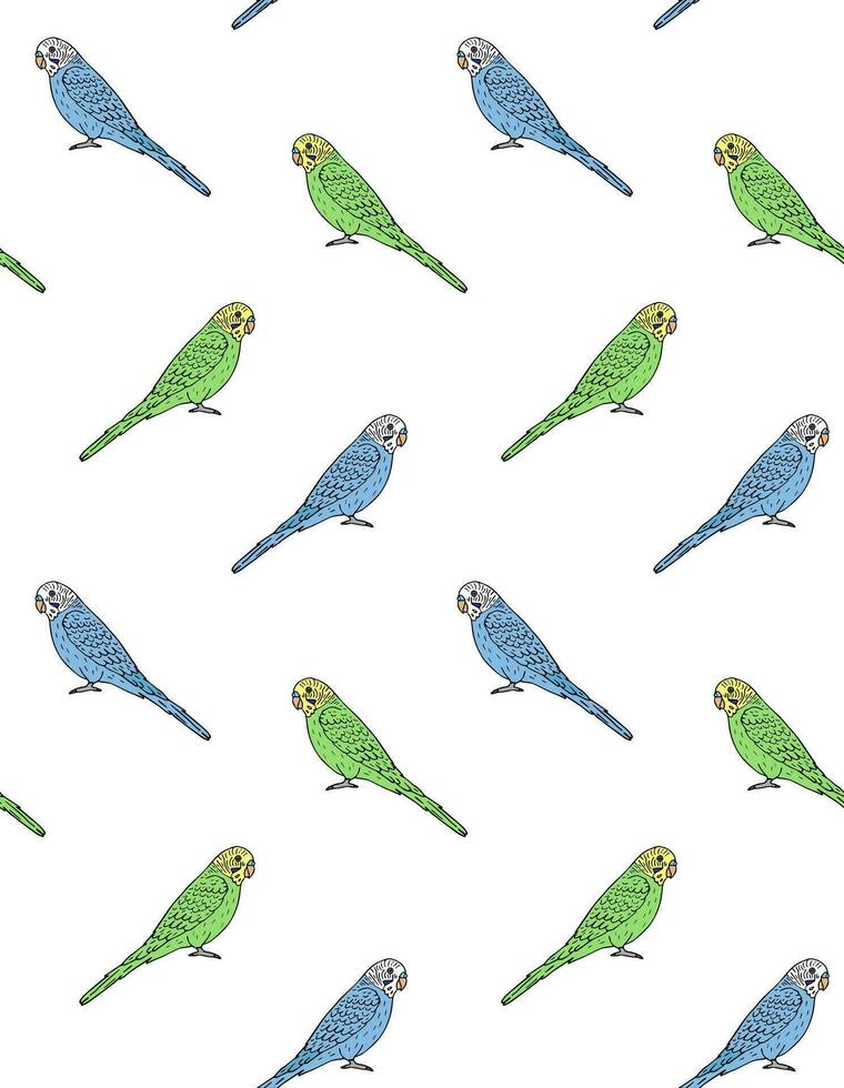 Vector seamless pattern of hand drawn budgie