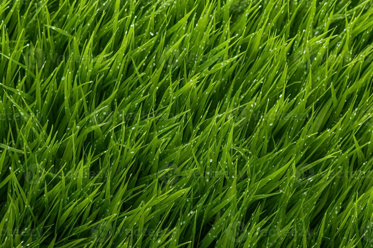 AI generated Green grass texture background. Close up of fresh spring grass top view photo
