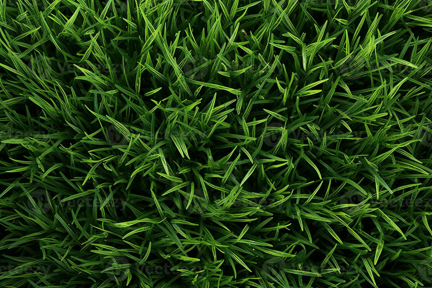 AI generated Green grass texture background. Close up of fresh spring grass top view photo