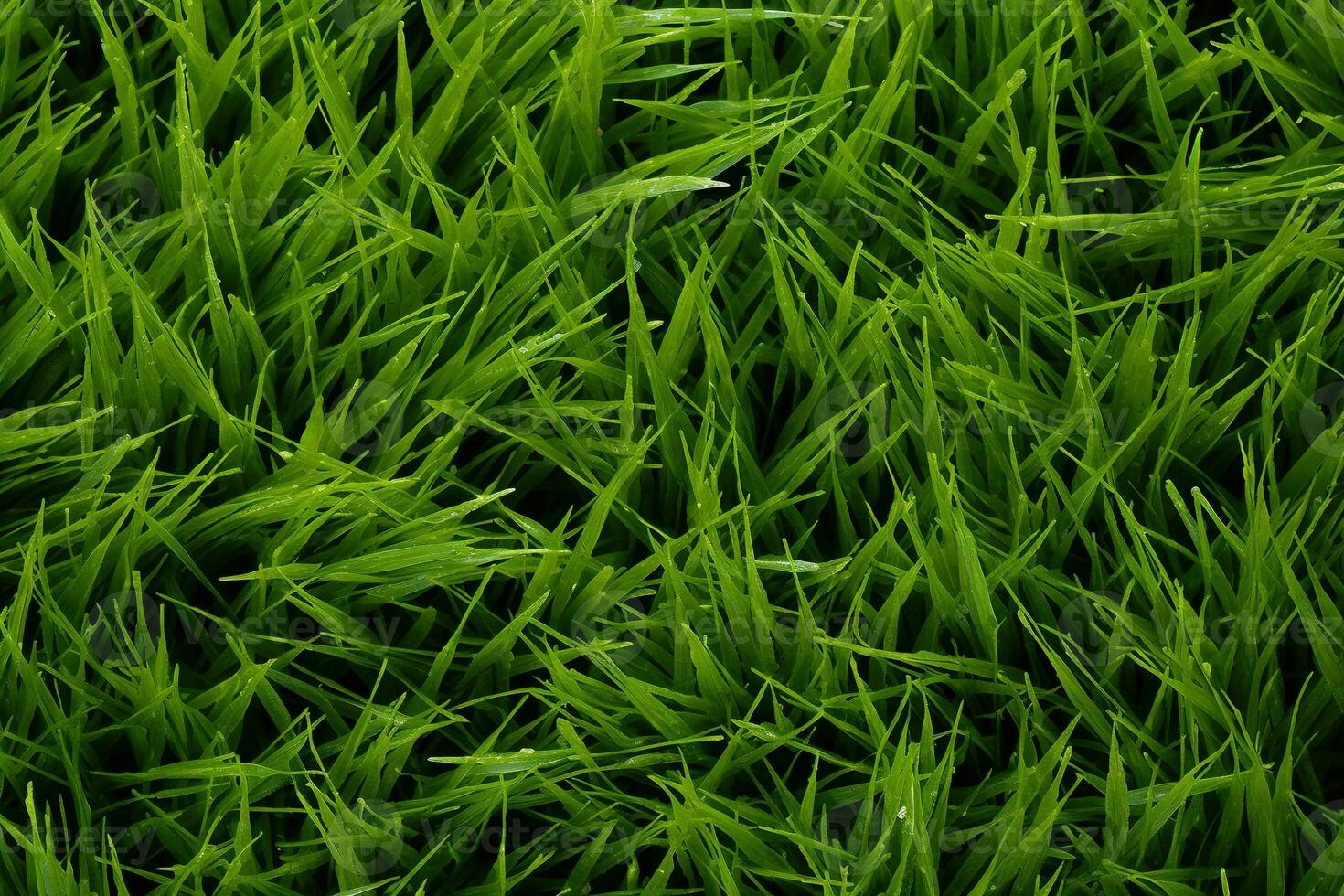 AI generated Green grass texture background. Close up of fresh spring grass top view photo