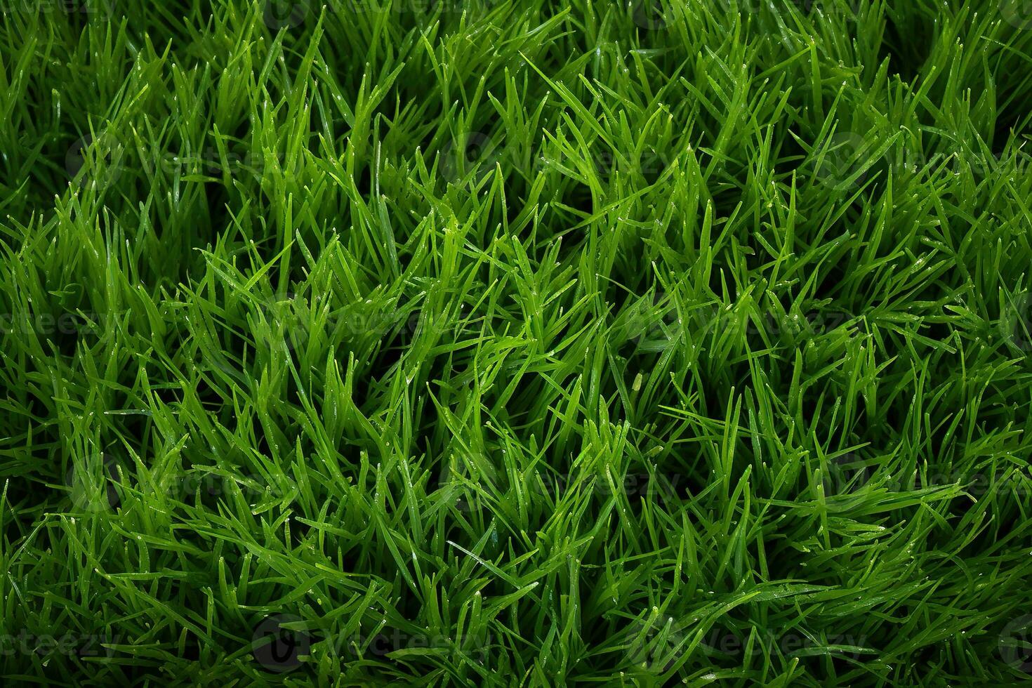 AI generated Green grass texture background. Close up of fresh spring grass top view photo