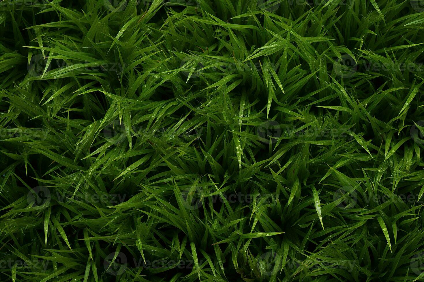 AI generated Green grass texture background. Close up of fresh spring grass top view photo