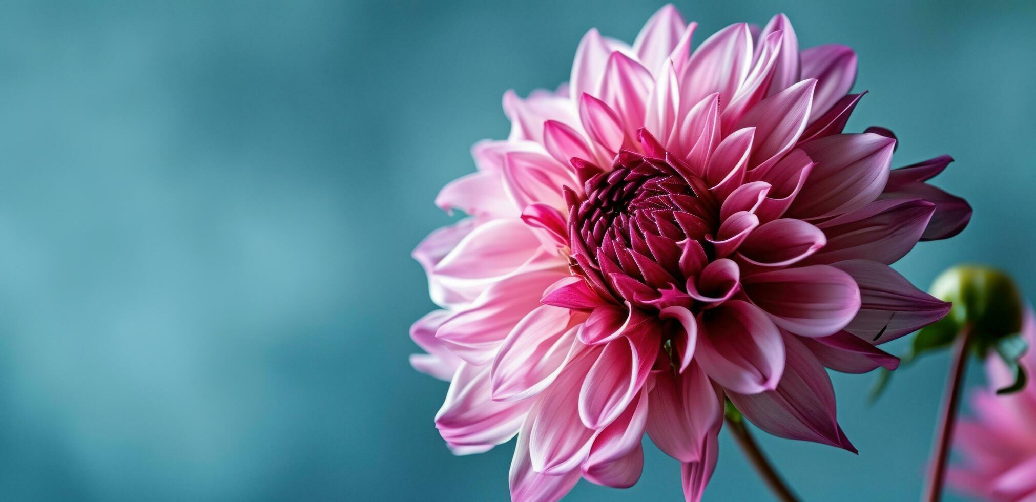 AI generated close up of pink dahlia flower on blue background photo