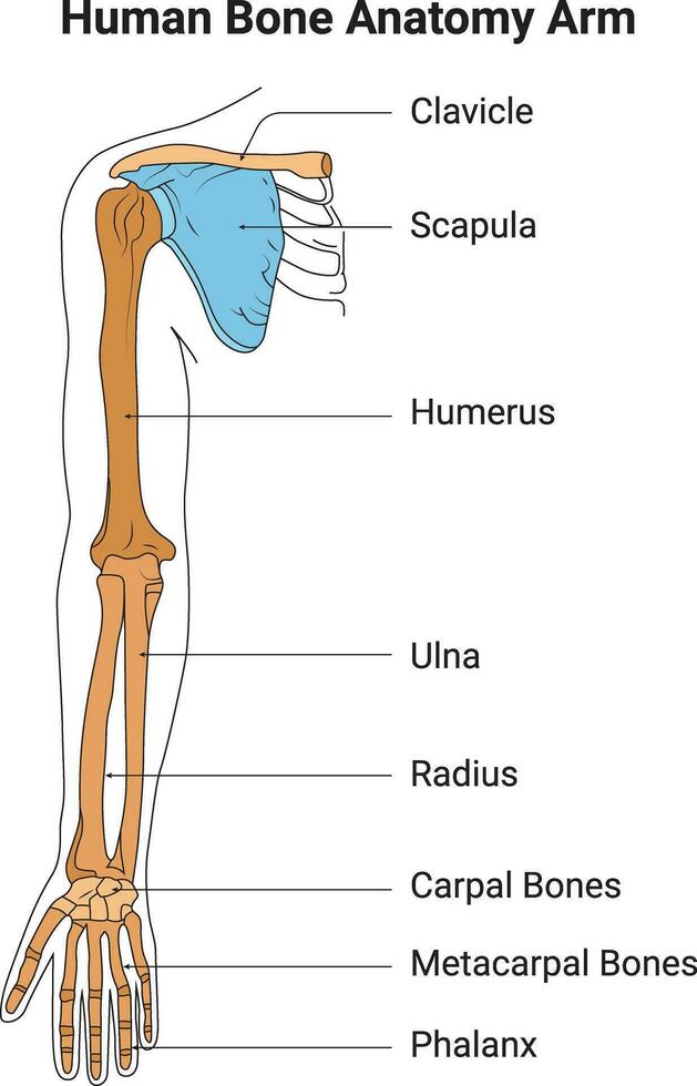 humano hueso anatomía brazo Ciencias diseño vector ilustración