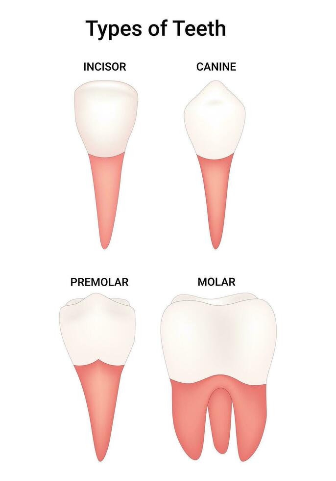 Types of Teeth Science Design Vector Illustration