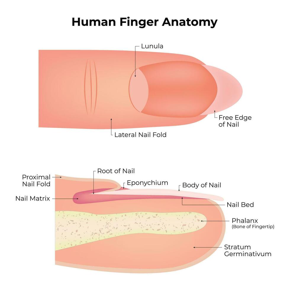 humano dedo anatomía Ciencias diseño vector ilustración diagrama