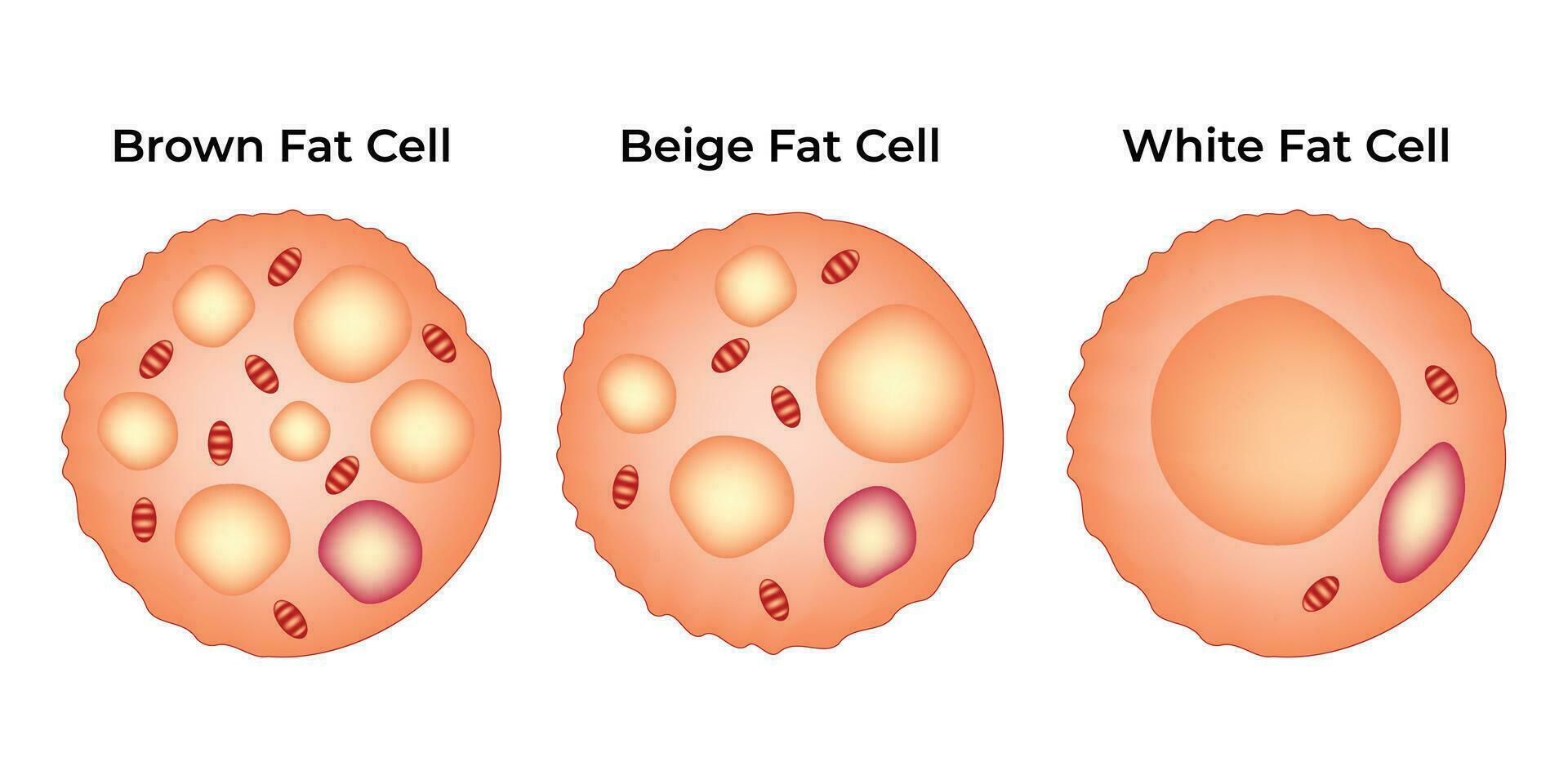 Brown Fat Cell Beige Fat Cell White Fat Cell Science Design Vector Illustration Diagram