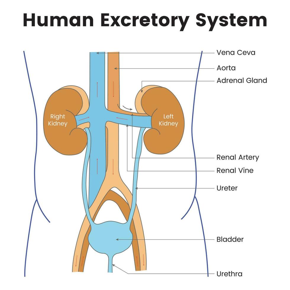 Human Excretory System Science Design Vector Illustration Diagram