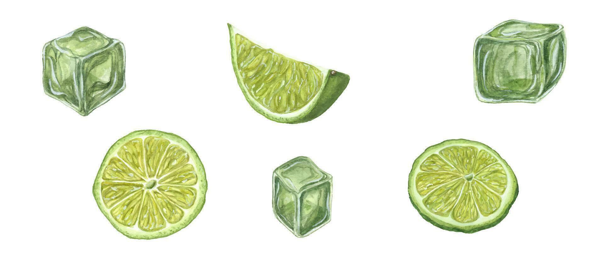 Watercolor set of Lime slices, green Ice Cubes. Frozen water with citrus juice. Botanical illustration vector