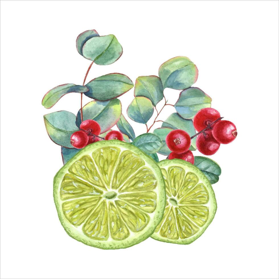 Lime wedges with eucalyptus sprigs and cranberries. Juicy citrus slices, red berries, green leaves. vector