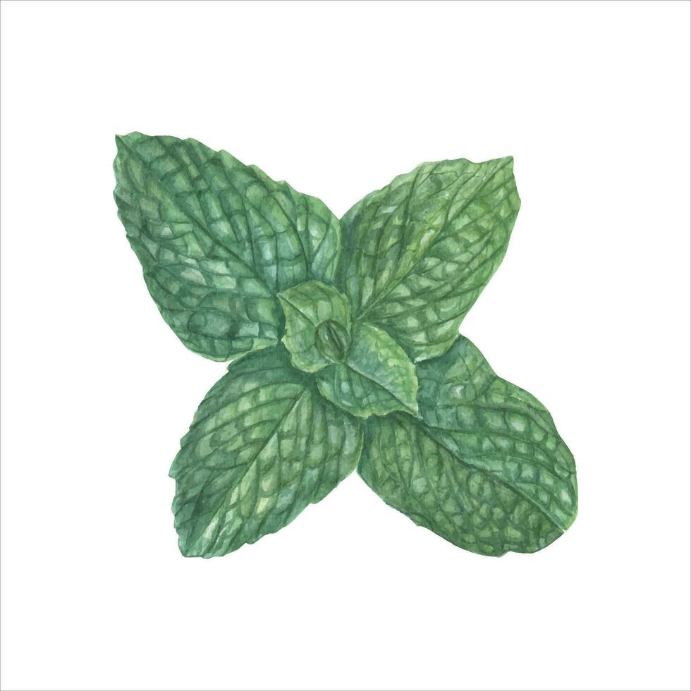 realista fragante Fresco menta rama. aromático hierbas. botánico acuarela ilustración. vector