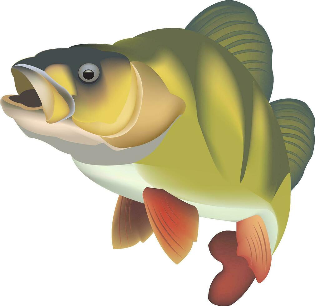 freshwater sea bass fish vector