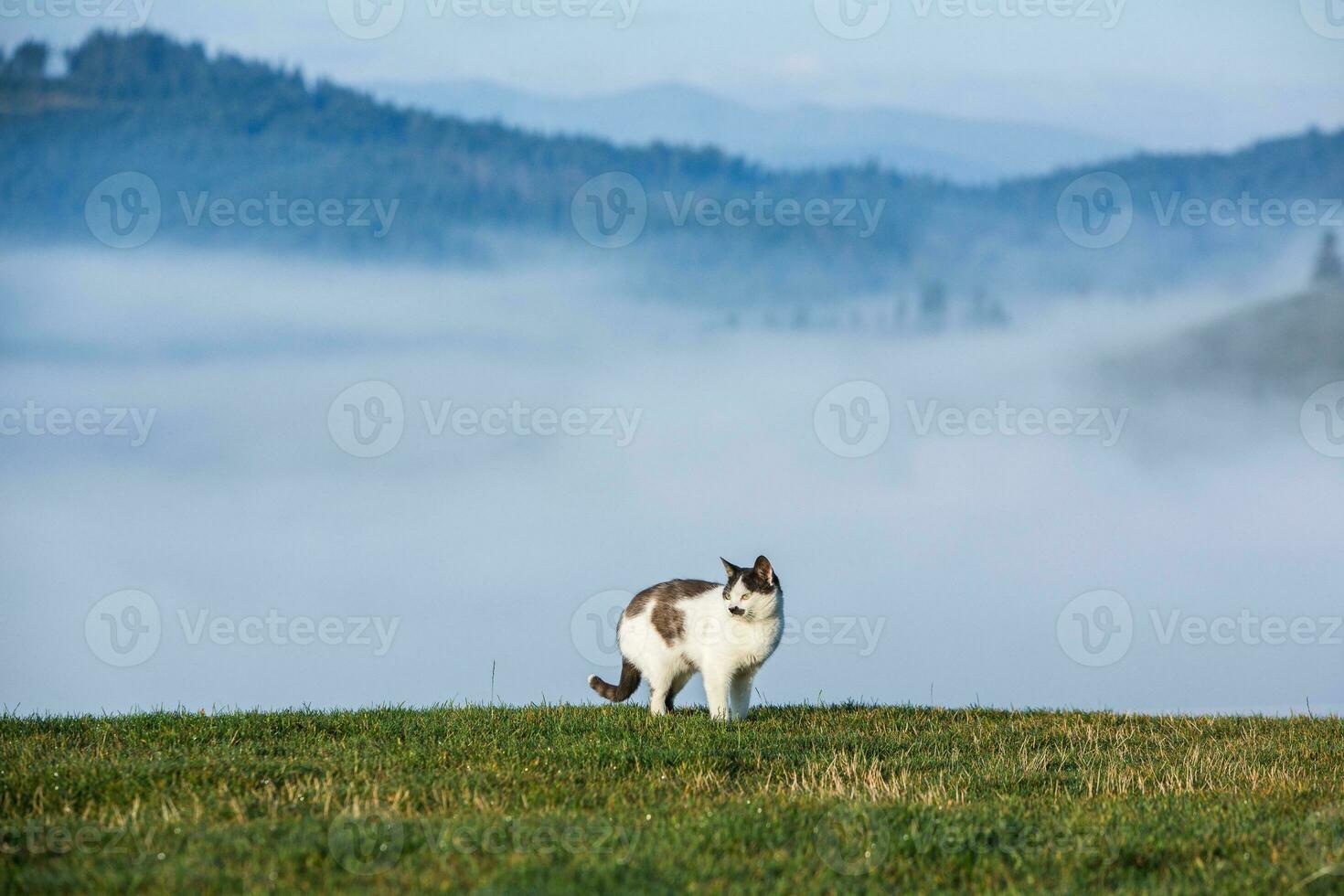Summer landscape in the Carpathian mountains. View of the mountain peak Hoverla. Bautiful Ukrainian mountain Carpathian Hoverla. photo