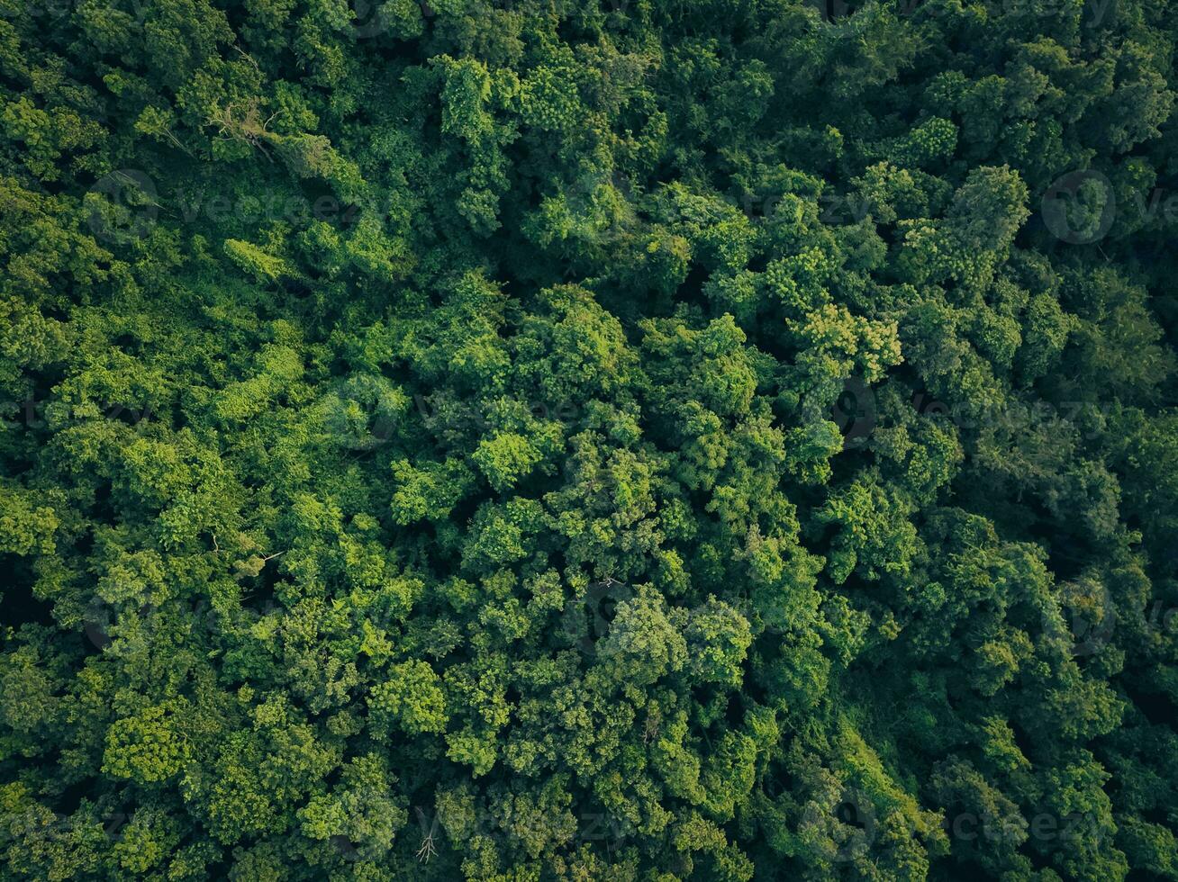 Aerial top view of green trees in forest. Drone view of dense green tree captures CO2. Green tree nature background for carbon neutrality and net zero emissions concept. Sustainable green environment. photo