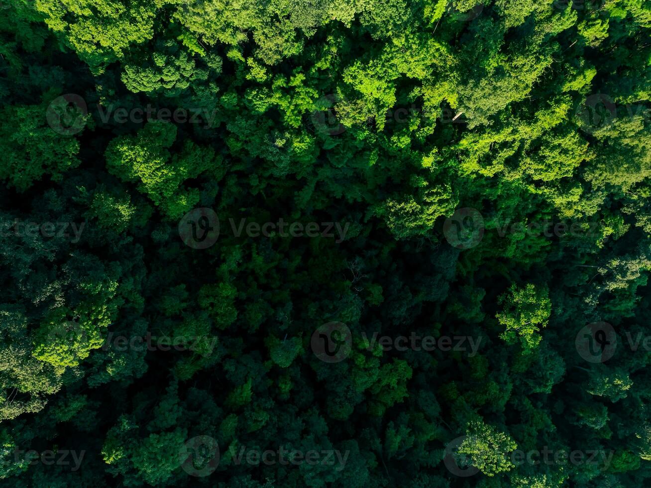 Aerial top view of green trees in forest. Drone view of dense green tree captures CO2. Green tree nature background for carbon neutrality and net zero emissions concept. Sustainable green environment. photo