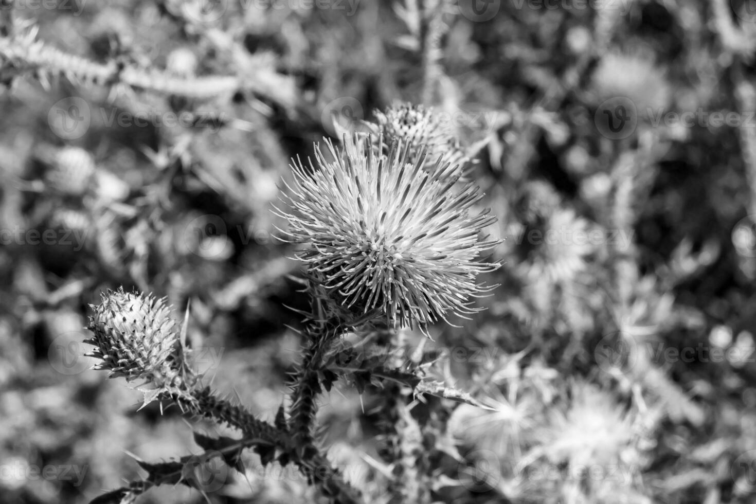 Hermosa flor creciente cardo de raíz de bardana en pradera de fondo foto