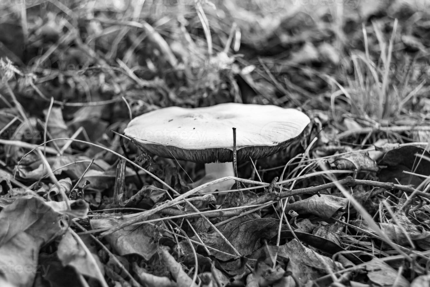 Photography to theme large beautiful poisonous mushroom in forest on leaves background photo