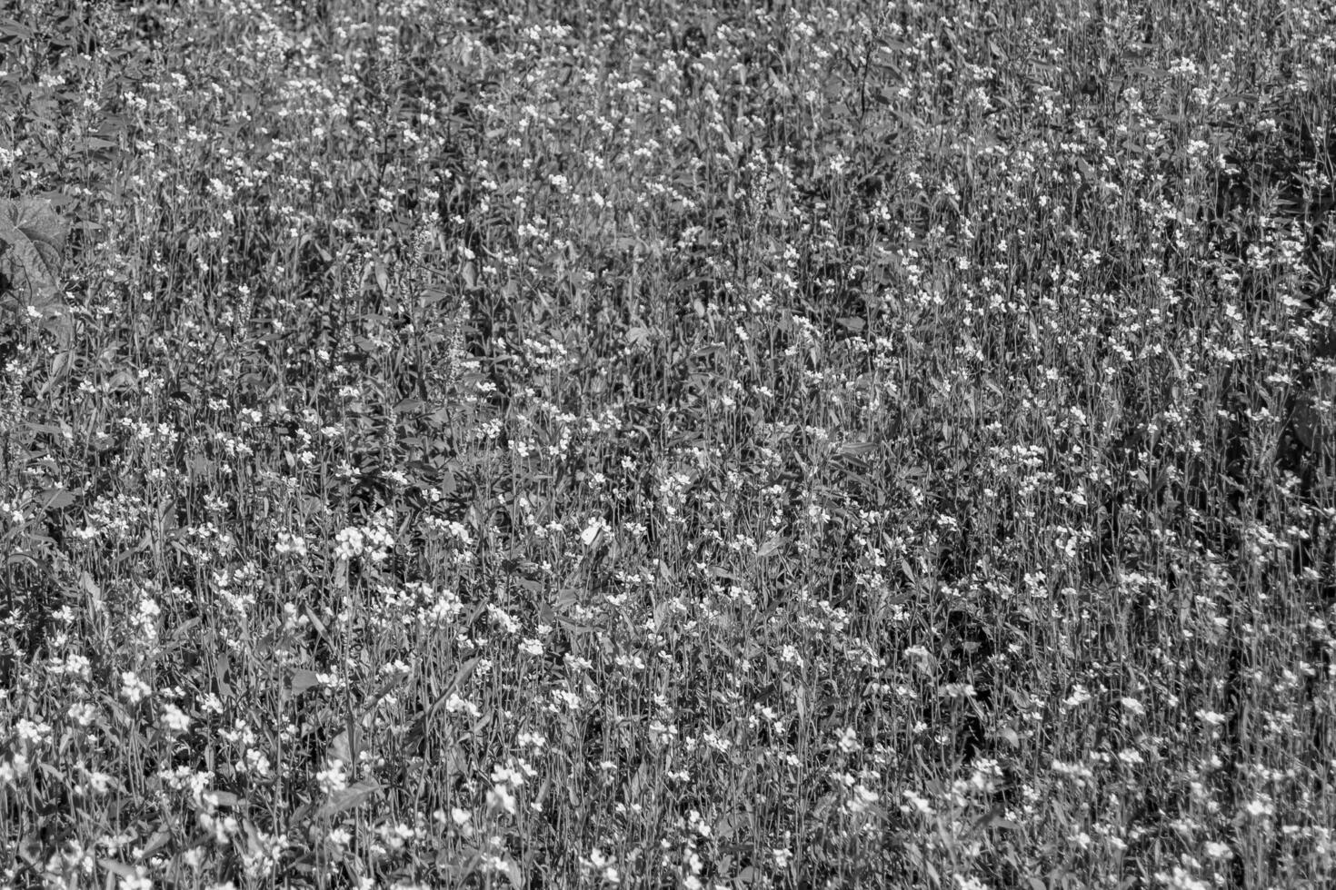 fotografía sobre el tema mostaza de flores silvestres finas en la pradera de fondo foto