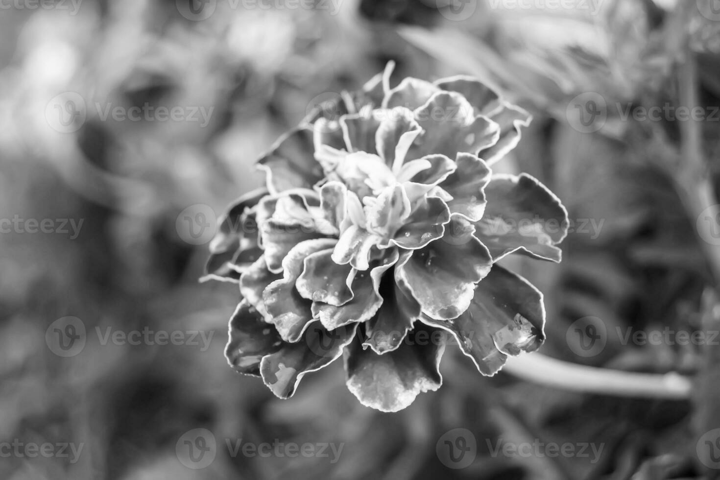 fina flor de caléndula de caléndula de crecimiento silvestre en la pradera de fondo foto