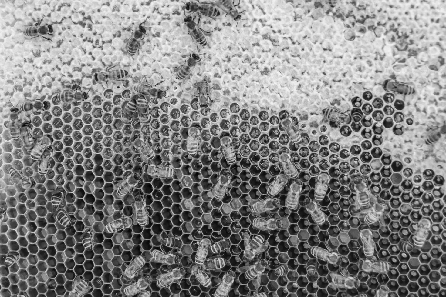 La estructura hexagonal abstracta es un panal de abejas lleno de colmena foto