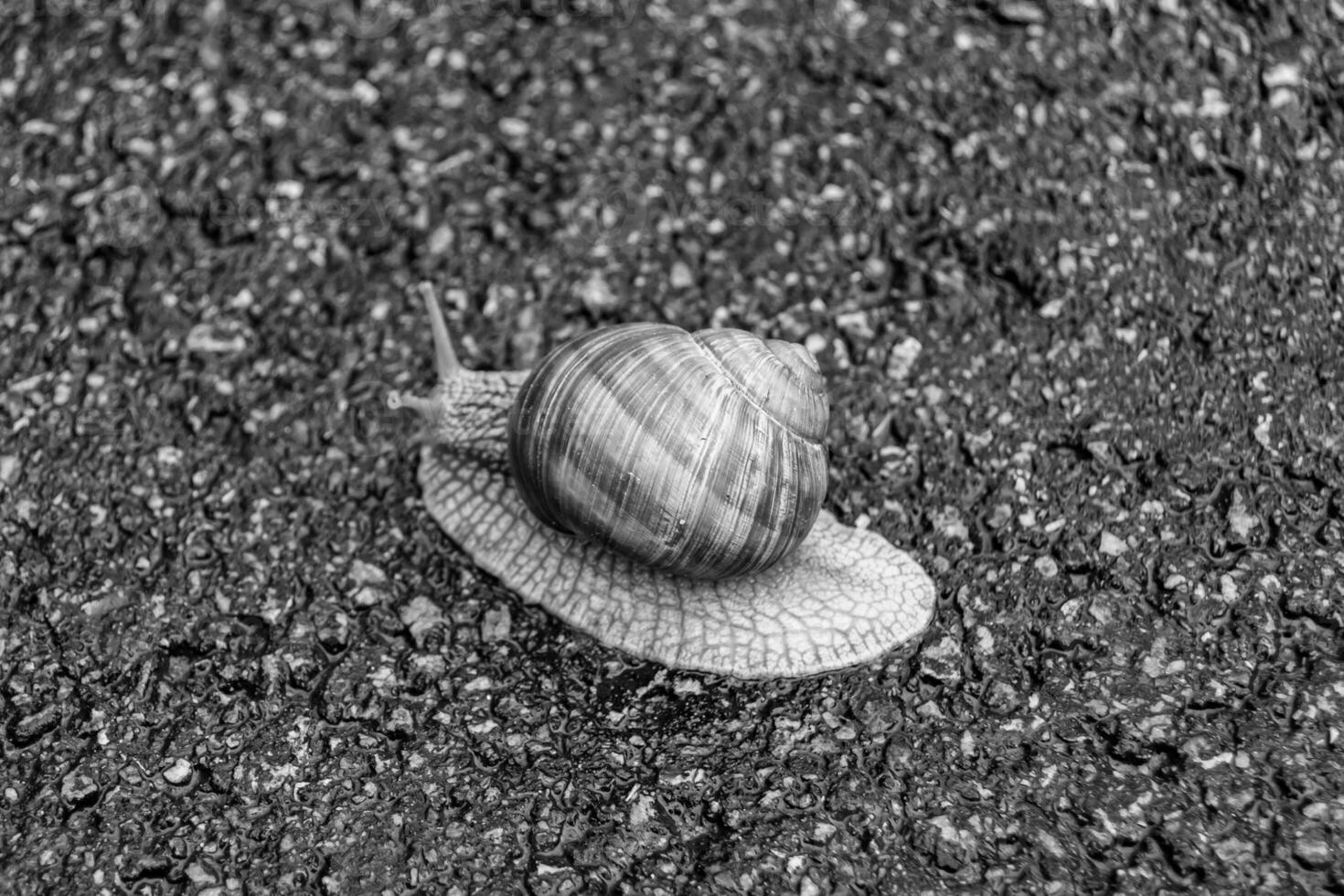 Big garden snail in shell crawling on wet road hurry home photo