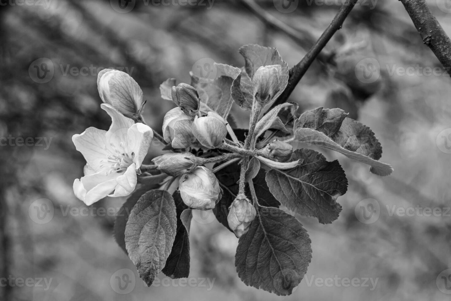 Photography on theme beautiful fruit branch apple tree with natural leaves under clean sky photo