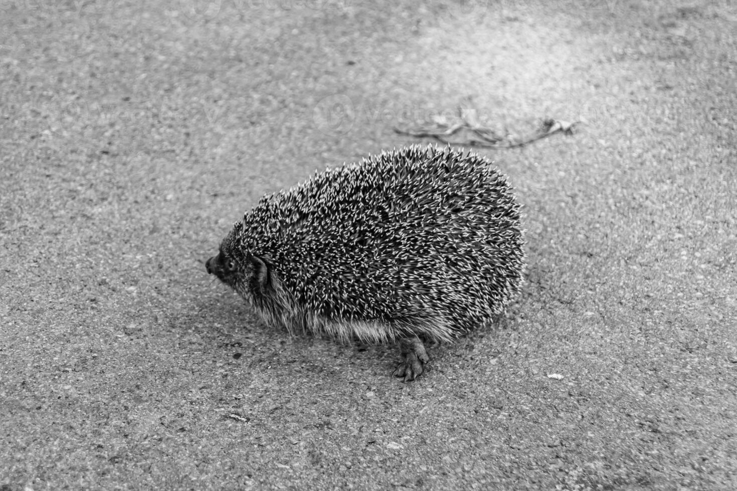 Photography on theme beautiful prickly little hedgehog goes into dense wild forest photo