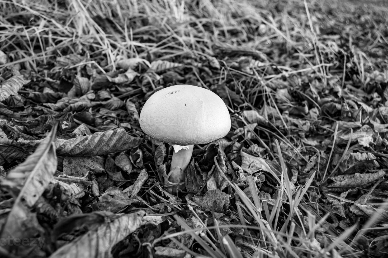 Photography to theme large beautiful poisonous mushroom in forest on leaves background photo