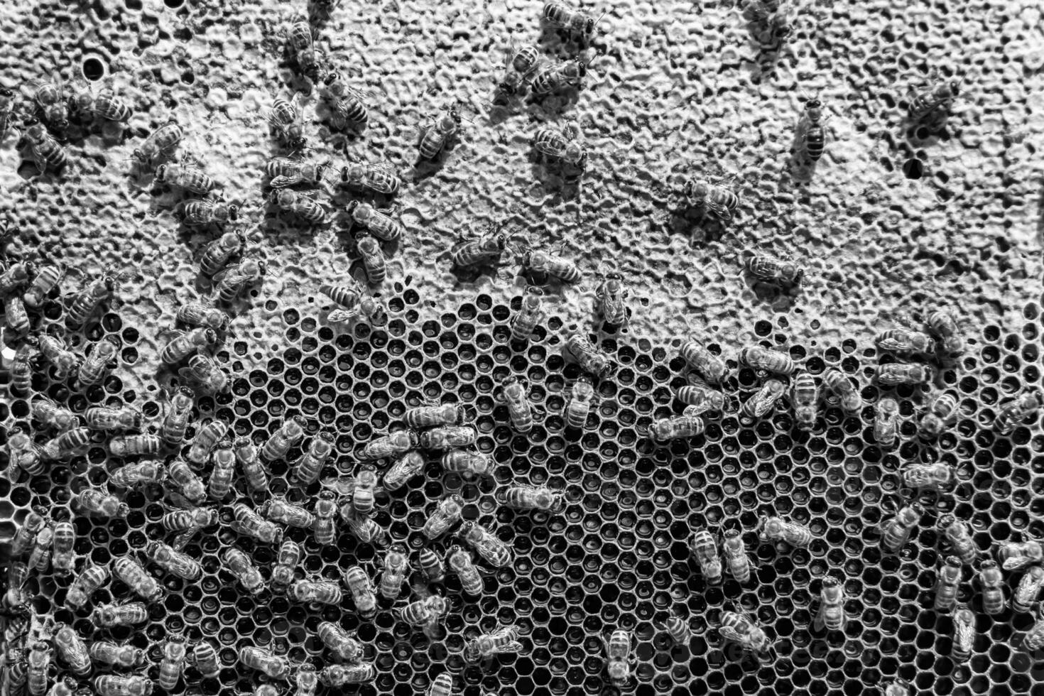 Abstract hexagon structure is honeycomb from bee hive filled photo