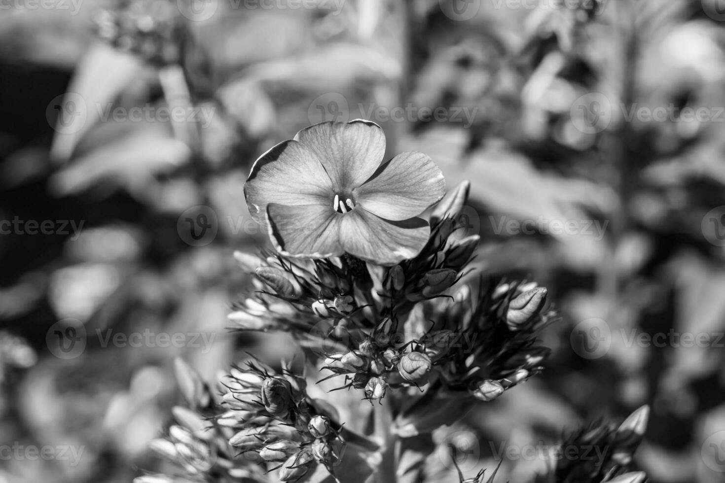 Beautiful wild growing flower phlox paniculata on meadow photo