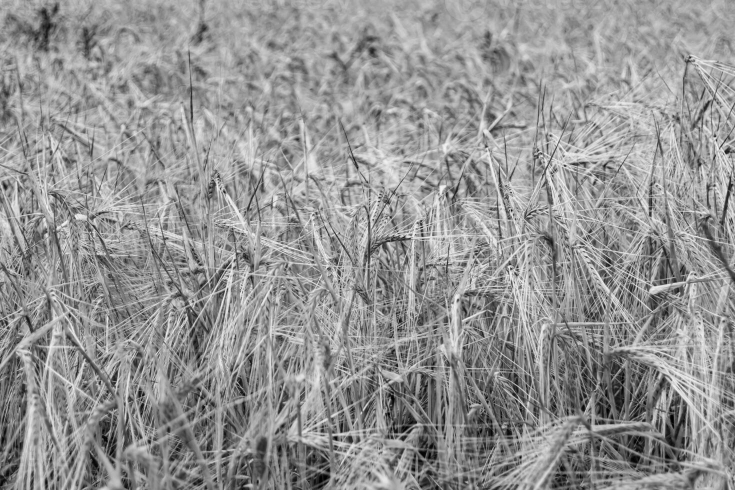 Photography on theme big wheat farm field for organic harvest photo