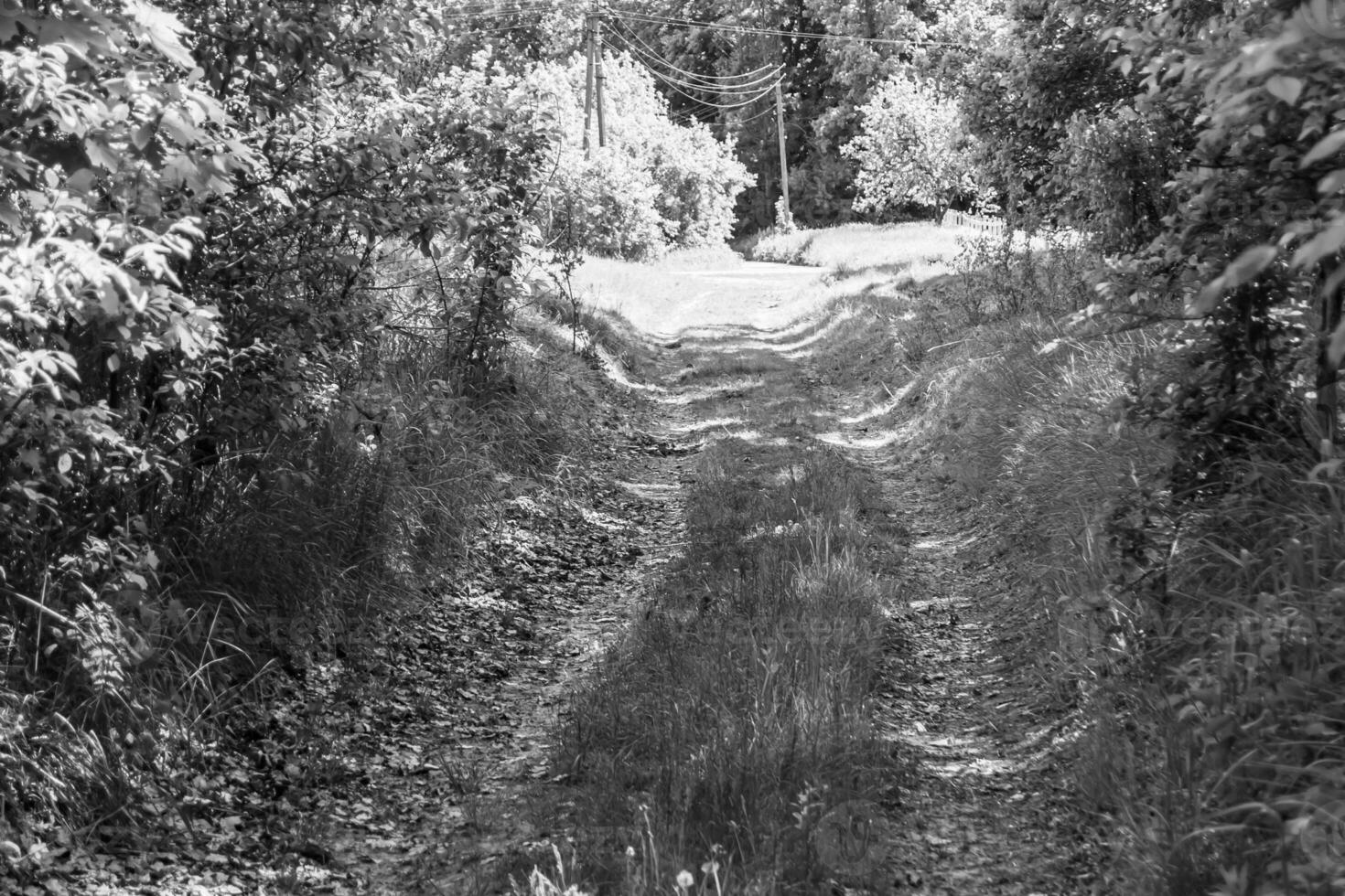 fotografía sobre el tema hermoso sendero en el bosque de follaje salvaje foto