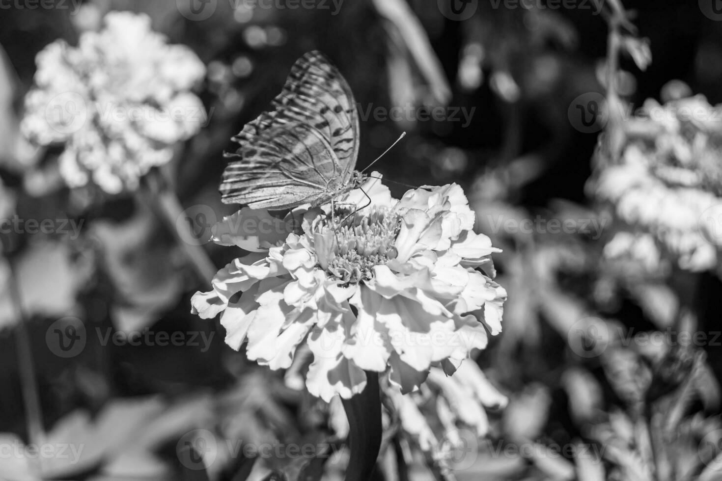 Beautiful flower butterfly monarch on background meadow photo