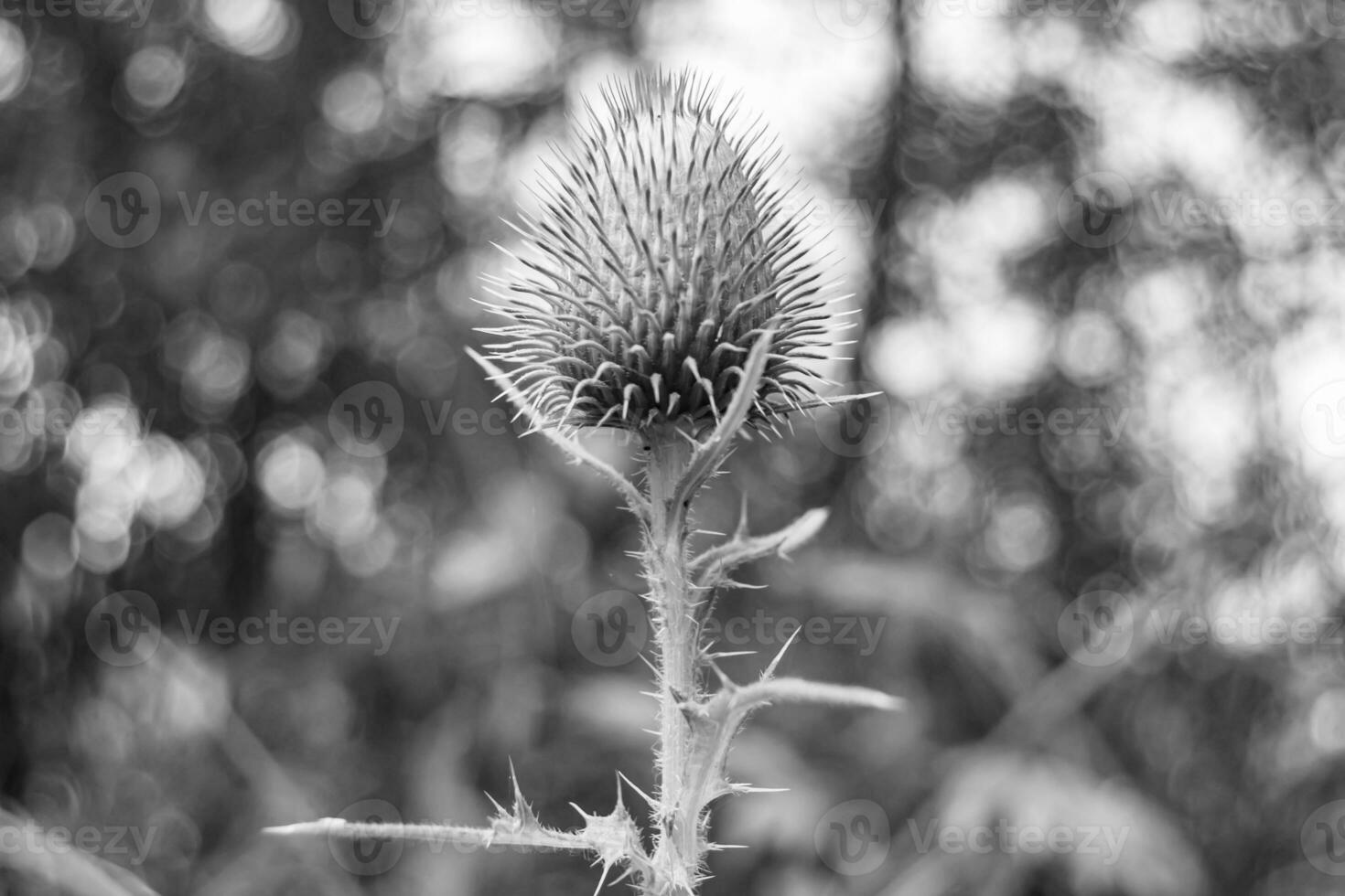 Hermosa flor creciente cardo de raíz de bardana en pradera de fondo foto